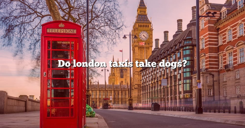 do-taxis-take-dogs-in-london