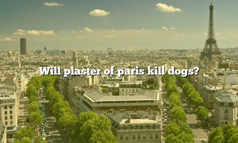 Will plaster of paris kill dogs?