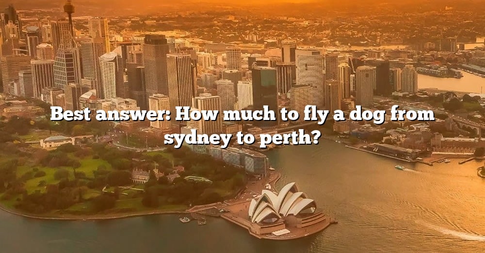 best-answer-how-much-to-fly-a-dog-from-sydney-to-perth-the-right