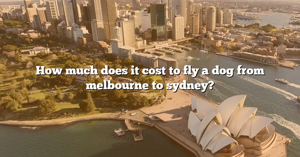 how-much-does-it-cost-to-fly-a-dog-from-melbourne-to-sydney-the-right